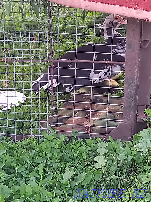 Продам уток , Есик - изображение 2