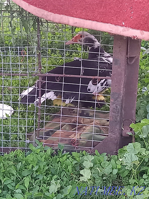 Продам уток , Есик - изображение 1