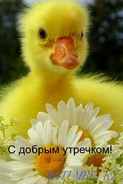 I will sell ducklings Kapshagay - photo 1