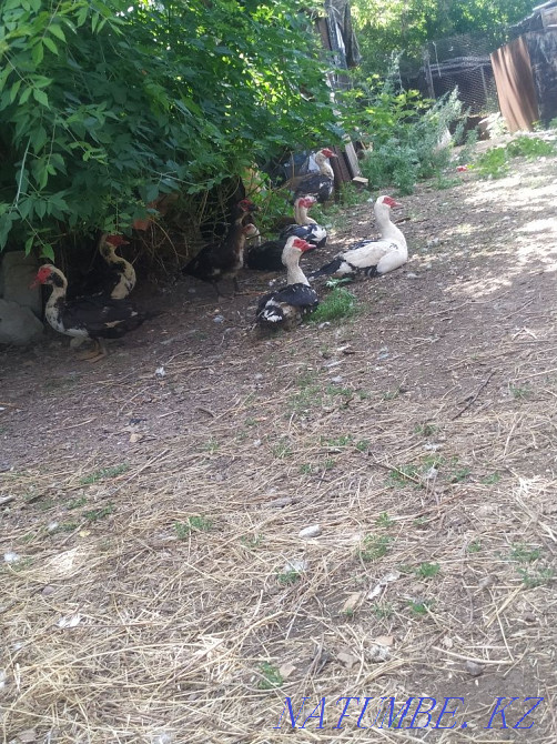 Селезни индоуток  - изображение 1