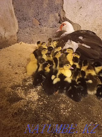 indus musky ducklings Shymkent - photo 4