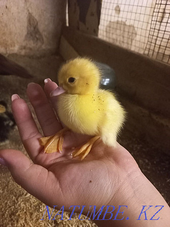 indus musky ducklings Shymkent - photo 1