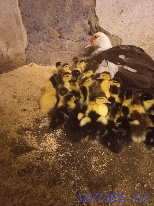 Инда утята мускусная Шымкент - изображение 4