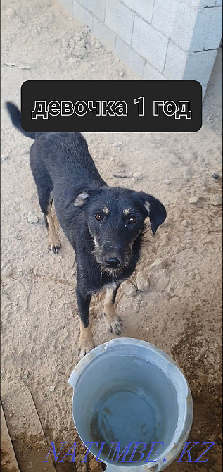 Dogs in good hands Almaty - photo 3