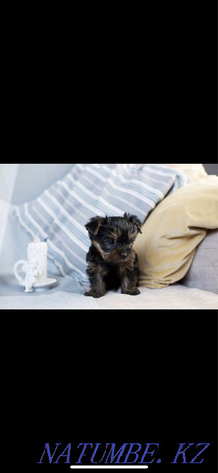 Сладкий комочек! Успей купить себе щенка! Костанай - изображение 1