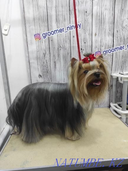 Сладкий комочек! Успей купить себе щенка! Костанай - изображение 3