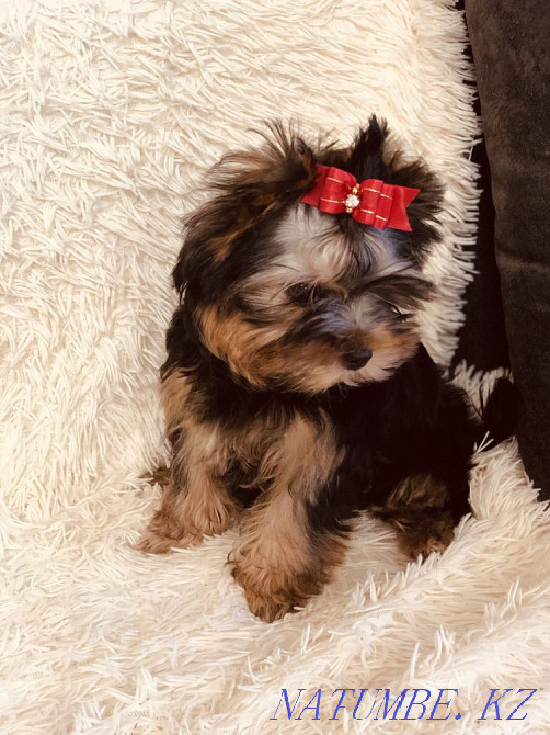 Сладкий комочек! Успей купить себе щенка! Костанай - изображение 2