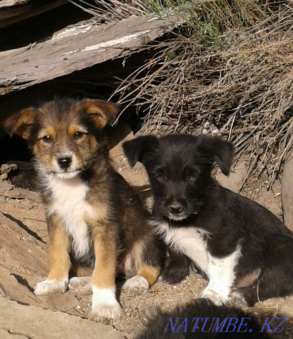 Милые щенята в добрые руки Караганда - изображение 1