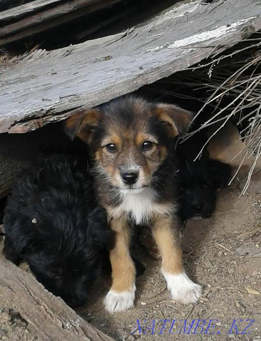 Милые щенята в добрые руки Караганда - изображение 4
