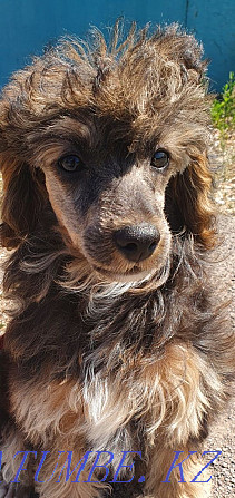 Продаётся щенок карликового пуделя Караганда - изображение 2