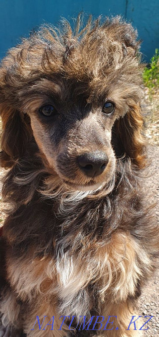 Poodle puppy for sale Karagandy - photo 2