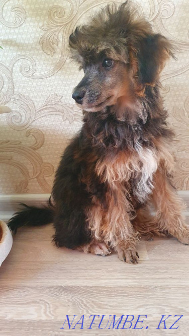 Poodle puppy for sale Karagandy - photo 4