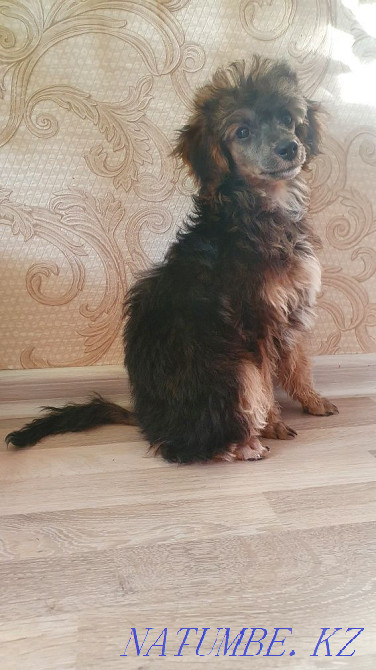 Poodle puppy for sale Karagandy - photo 3