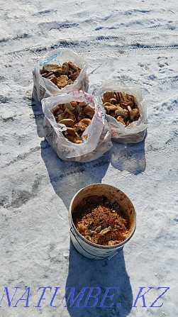 Waste food for dogs, cats and pets Astana - photo 2