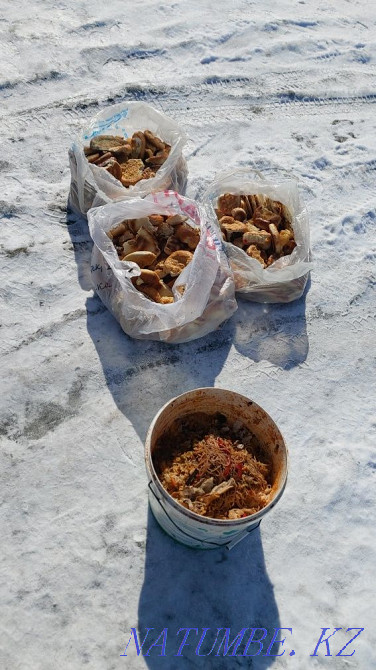 Waste food for dogs, cats and pets Astana - photo 2