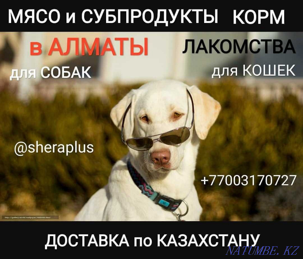 Meat beef trimmings - food for dogs and cats Almaty - photo 2