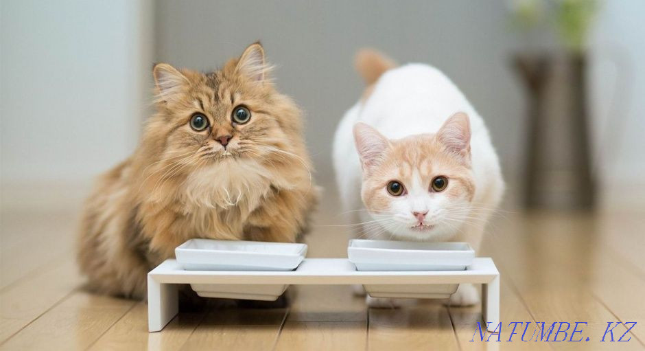 Сухой корм для кошек собак полнорационный 30% мяса для кошек собак ры Алматы - изображение 2