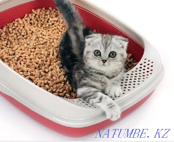 24/7 tray, litter, cat food with delivery Astana - photo 1