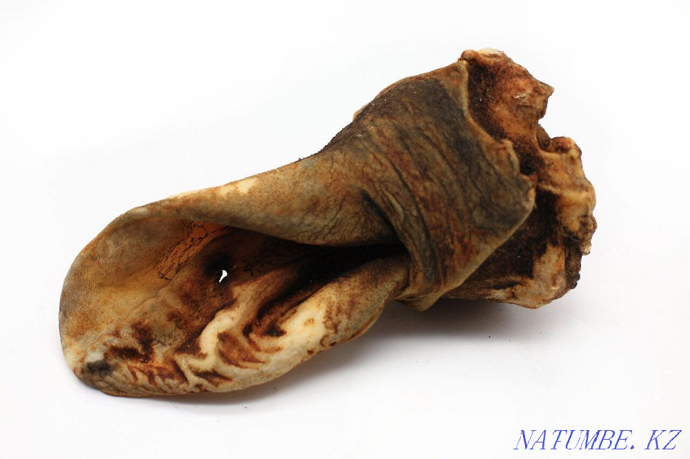 Говяжье ухо - лакомство корм для собак и кошек натуралка Алматы - изображение 1