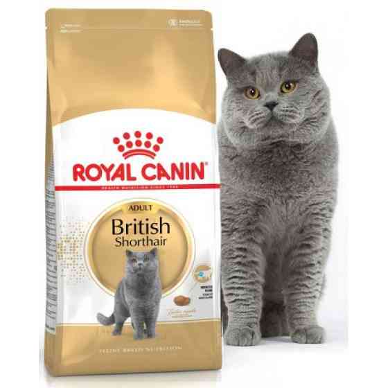 Роял Канин для британцев, корм для британских кошек Белоярка
