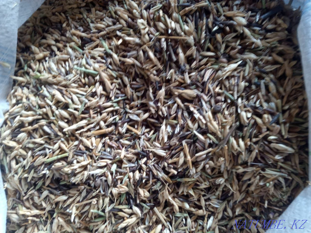 Bird food Kostanay Kostanay - photo 2