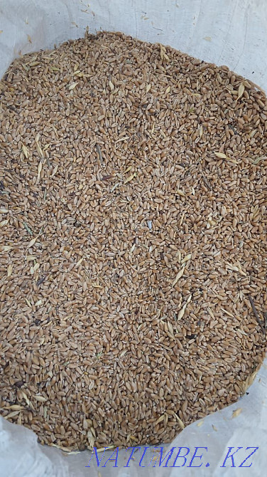 Bird food Kostanay Kostanay - photo 1