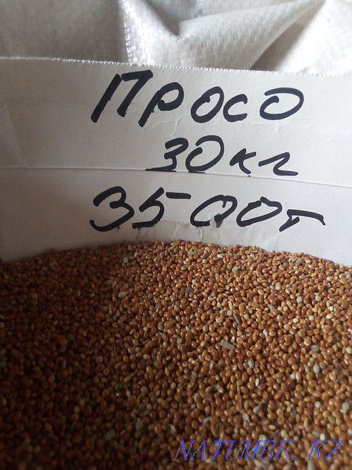 Bird food Kostanay Kostanay - photo 3