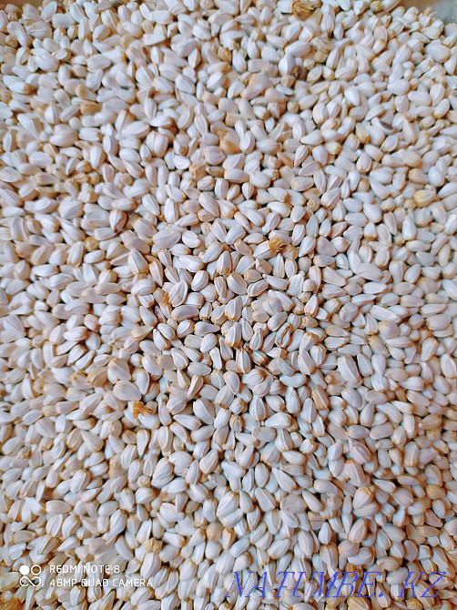 Safflower bird food Shymkent - photo 2