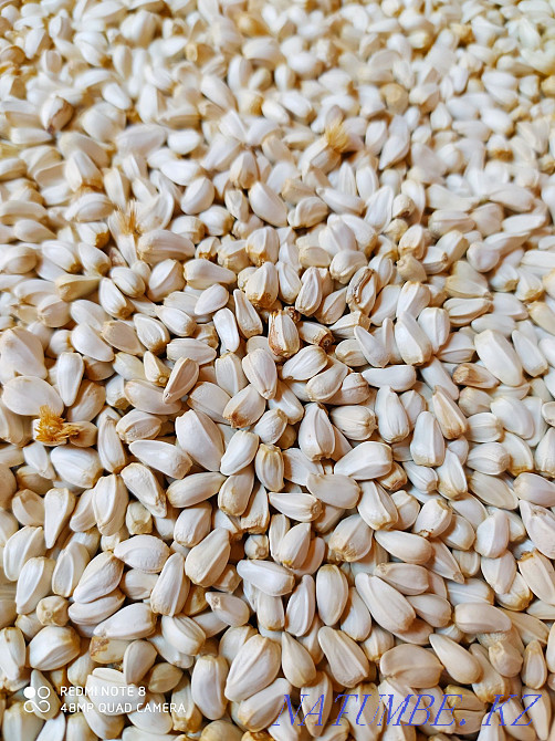 Safflower bird food Shymkent - photo 4
