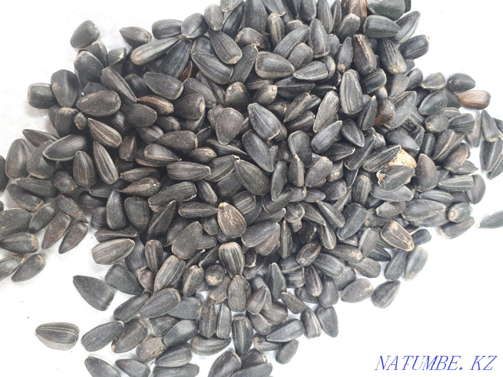 Seeds for feed, poultry Petropavlovsk - photo 1