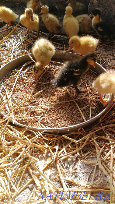 Food for quails, chickens, ducklings, etc. (extruded) Astana - photo 4