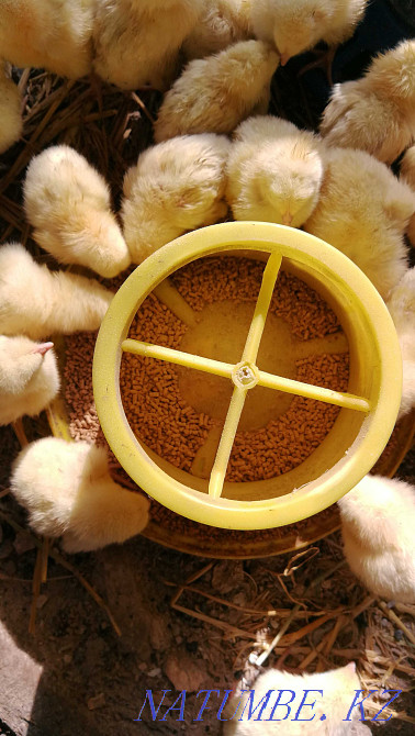 Food for quails, chickens, ducklings, etc. (extruded) Astana - photo 1