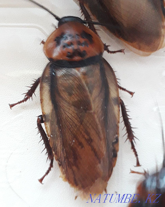 Cockroaches are orange-headed. The colony. Kostanay - photo 3