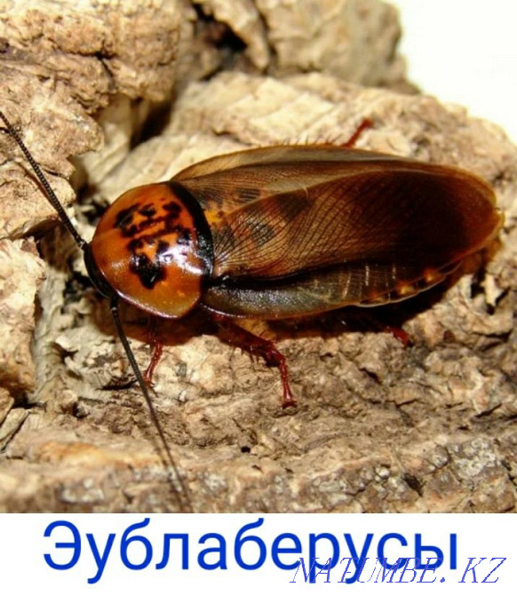 Cockroaches are orange-headed. The colony. Kostanay - photo 1
