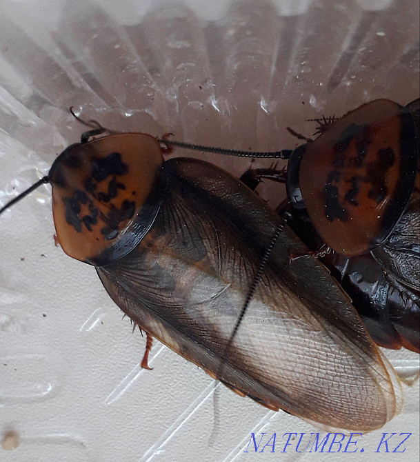 Cockroaches are orange-headed. The colony. Kostanay - photo 2