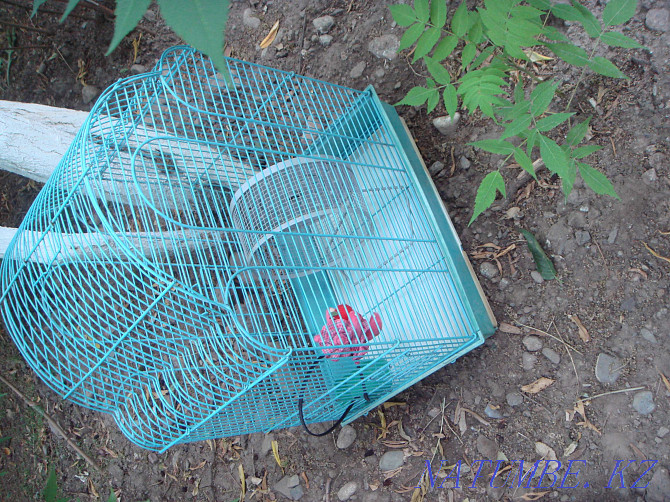 Beautiful Large Cage for birds - hamsters - pigs and other animals Almaty - photo 1