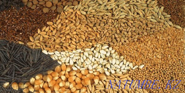 Зерноотход, пшеница, ячмень  - изображение 1