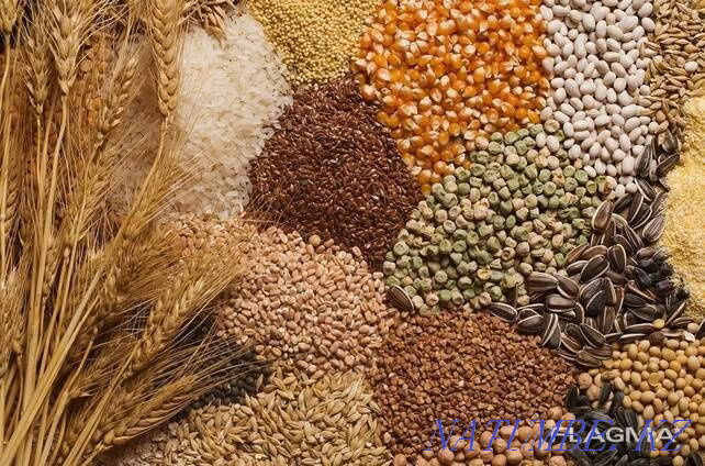 Зерноотход, пшеница, ячмень  - изображение 3