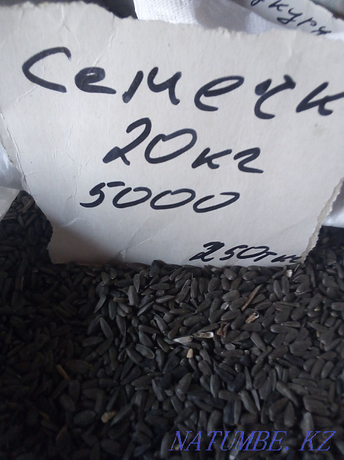 Sunflower seeds Kostanay Kostanay - photo 1