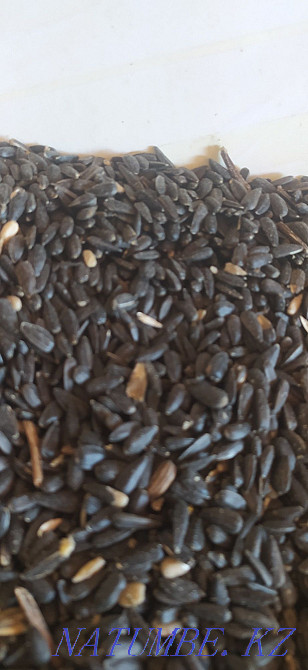Семечка мелкая для птиц Шымкент - изображение 1