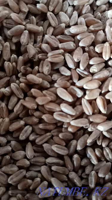 Grain in bags Kostanay Kostanay - photo 1