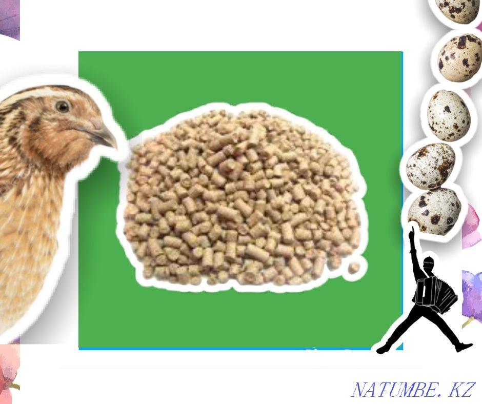 Compound feed for quail feed allows you to actively grow Kyzylorda - photo 1
