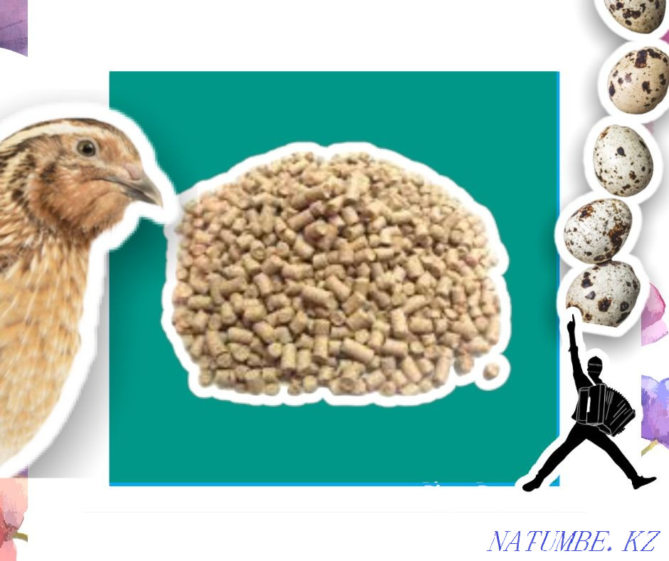 Compound feed for quail feed allows you to actively grow Kyzylorda - photo 2