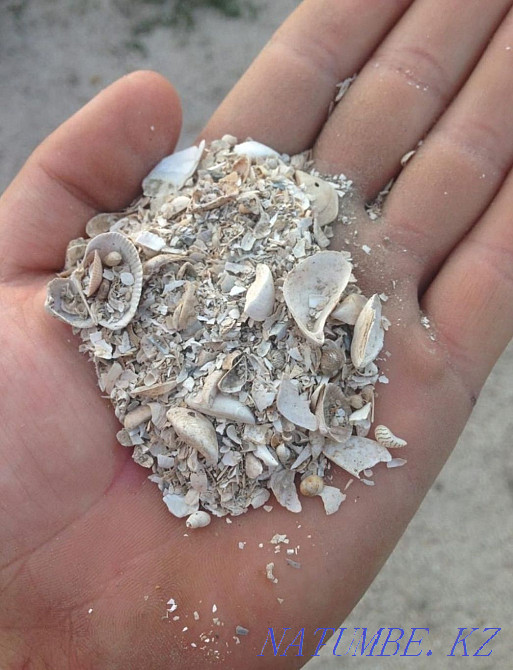 Ракушка для яйценоскости несушкам Кокшетау - изображение 1