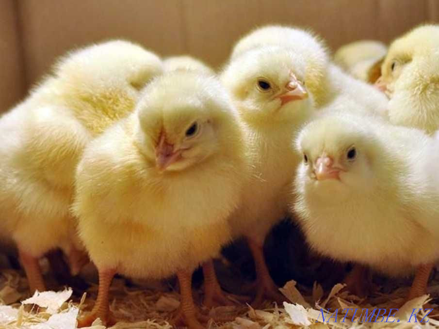 Бастаудан кейін тауықтарға арналған құрама жем. 150 тг. килограмм.  Орал - изображение 1