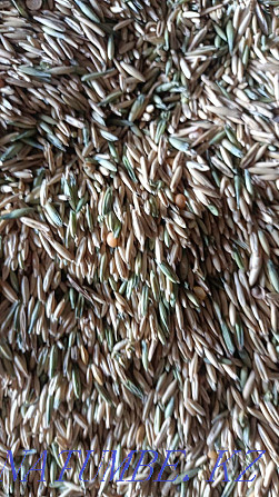 Dry oats In bags Kostanay Kostanay - photo 1