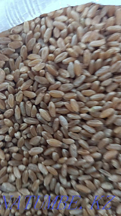 Dry oats In bags Kostanay Kostanay - photo 3