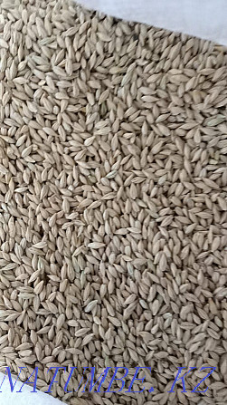 Dry oats In bags Kostanay Kostanay - photo 2