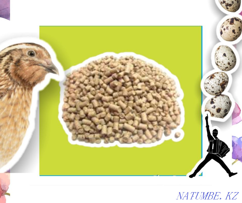 Комбикорм для перепелов ваши перепела будут расти здоровыми Шымкент - изображение 1