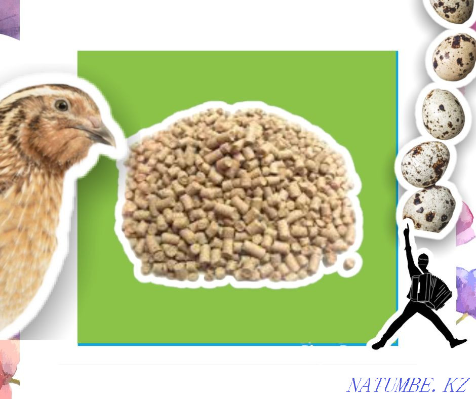 Комбикорм для перепелов ваши перепела будут расти здоровыми Шымкент - изображение 2